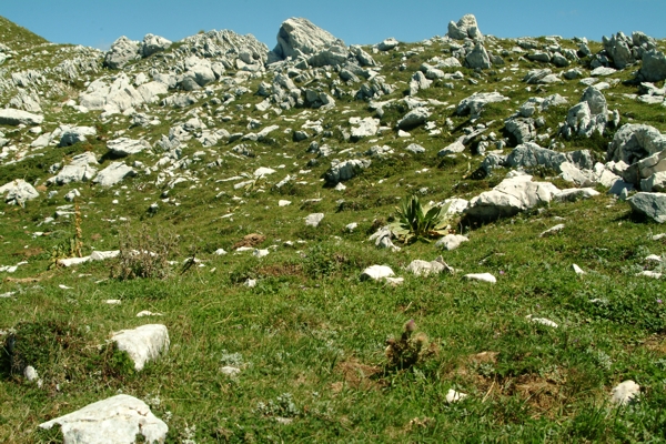 spinacio selvatico